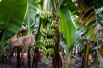 Banana farm in Asia Adobe Stock