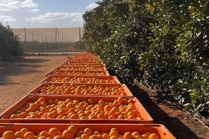 Hapag-Lloyd oranges South Africa