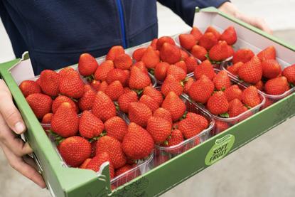Inspire Strawberries The Greenery