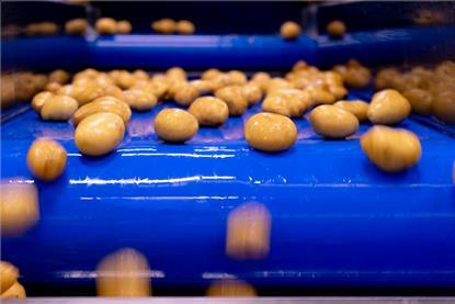 Naturitalia-Linea-Lavorazione-Patate-Patfrut