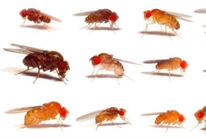 Example-images-of-20-different-fruit-fly-species.-Credit-Prof-Darren-Obbard-x