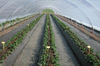 Erdbeerproduktion unter Tunnel in Substrat 2009