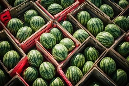 Watermelons with wooden crates