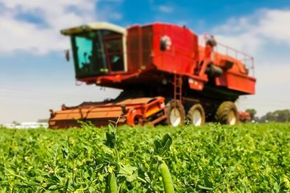 Recent extreme weather has raised concerns about the future of British pea production