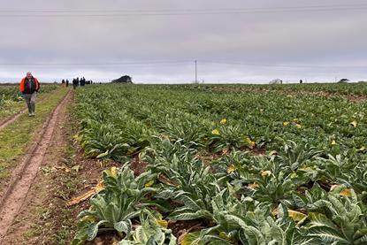 Cauliflower trial