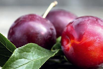 Pflaumen-hortgro-roos agentur