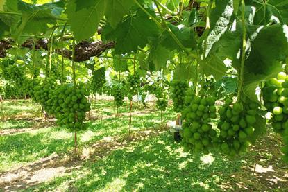 Shine Muscat Grape in Nagano Japan