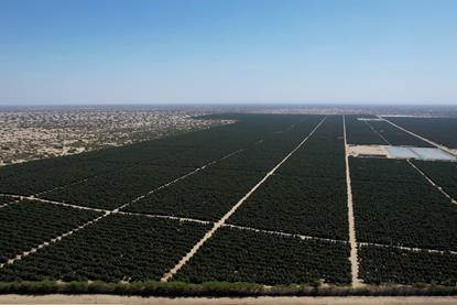 AvoAmerica avocado fields Peru