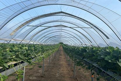 The thin solar panels are fixed to the top of the polytunnel at regular intervals