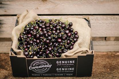 southern forests cherries