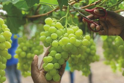 RSA grapes