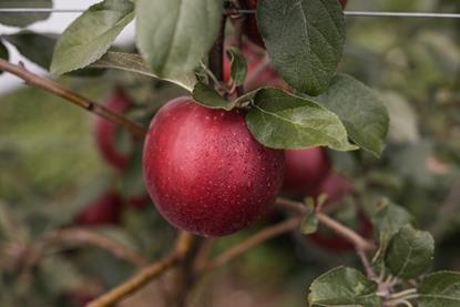 Vip Val Venosta Cosmic Crisp