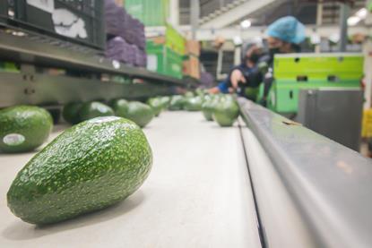 Apeam Mexican avocados