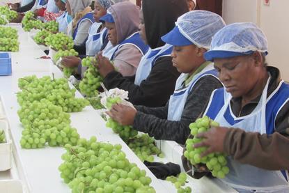 Table grape packhouse South Africa