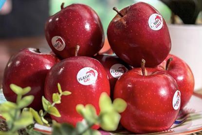 Flash Gala apples piled