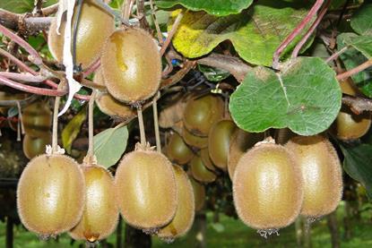 Neuseeland Kiwi Grün - Puketiro (8)