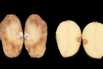The PiperPlus variety can resist late blight, Potato Virus Y (PVY) and Potato Leafroll Virus (PLRV)