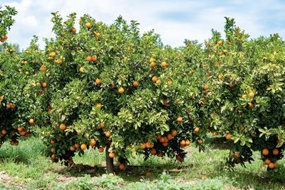 Spanish oranges on tree Adobe Stock