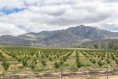 South African citrus