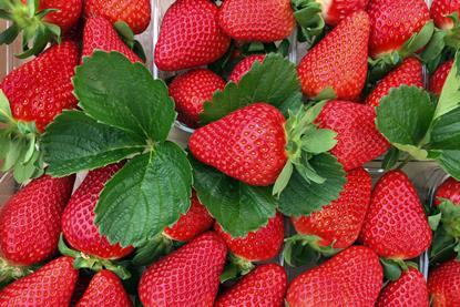 Flavia strawberries