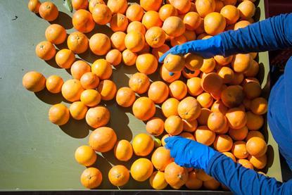 Orangen-Produktion