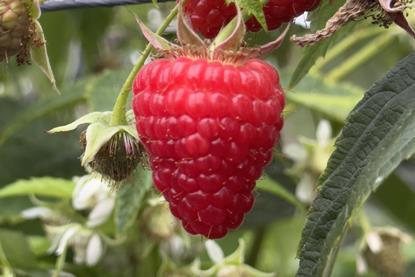 Malaika raspberries The Summer Berry Company and Advanced Berry Breeding