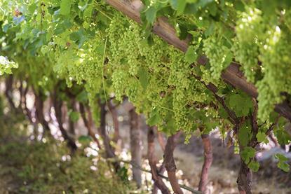 Hex River Valley table grapes Adobe Stock