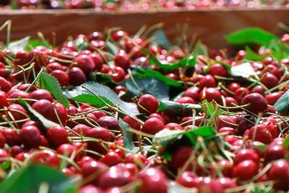 US NW Pacific Northwest Washington cherries in tub