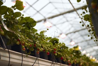 The Summer Berry Company's green energy solution recreates spring conditions indoors