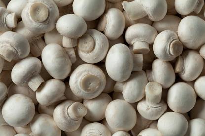 Walsh Mushrooms is one of the UK’s largest suppliers of fresh mushrooms