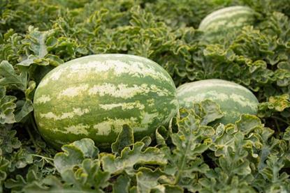 wassermelone syngenta