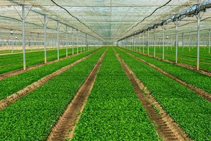 UK Agrial Florette lettuce