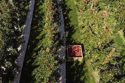 TG apple harves 2019 NZ