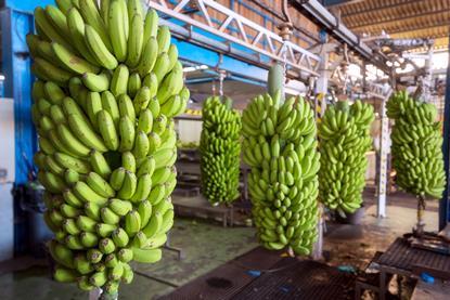 Cambodian bananas hanging in packing facility