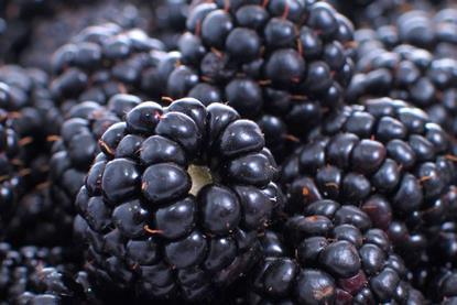 A blackberry farm was among the recipients