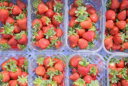 The strawberries will be in stores before Easter