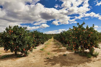 Orange grove South Africa Adobe Stock
