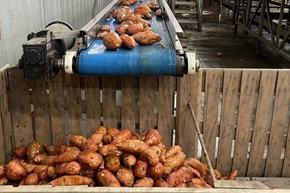 North Carolina produces 75 per cent of America’s total sweet potato crop