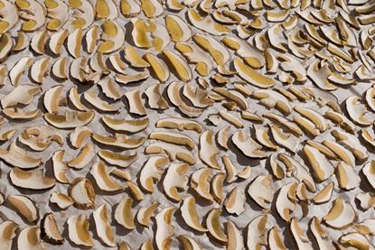 mushrooms-3680251_1920
