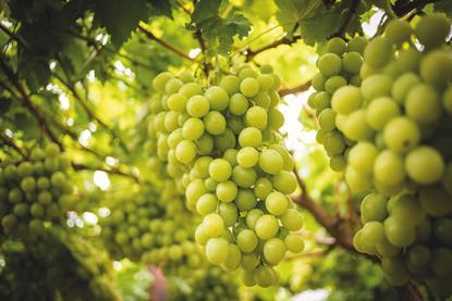 RSA South Africa table grapes