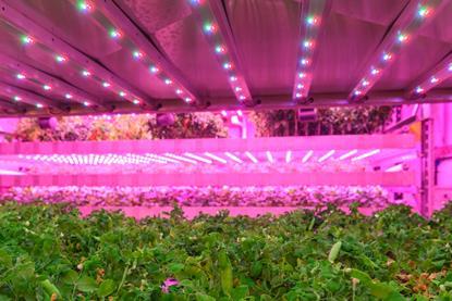 Some of the funds are going towards developing genetic tools for indoor lettuce breeding