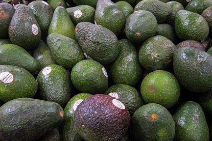 Avocados from Mexico on sale in US supermarket MUST CREDIT Scott Habermann - Adobe Stock