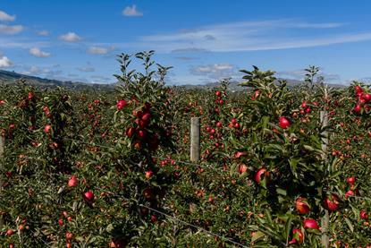 New season Jazz apple orchard