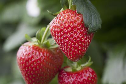 Ava Star strawberry