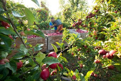 Retailers can expected dependable supplies of British apples and pears well into 2027