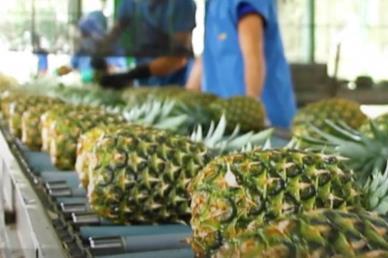 FR SIIM Terrasol pineapple