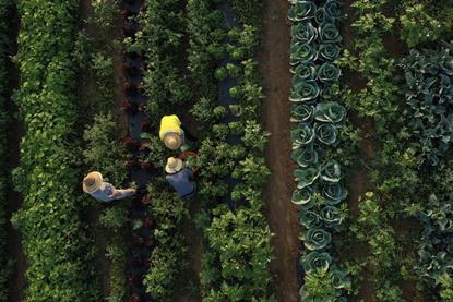 Workers picking vegetables on farm birds-eye shot Adobe Stock