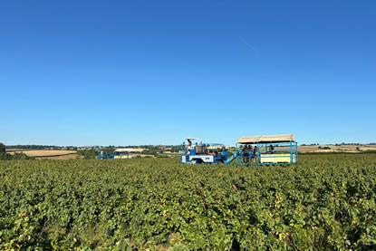 Harvester Herefordshire blackcurrants