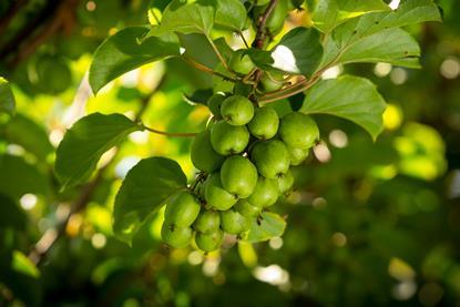 Nergi kiwi berries