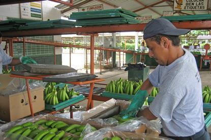 Ecuadorean banana exports dipped in the first quarter of 2022
